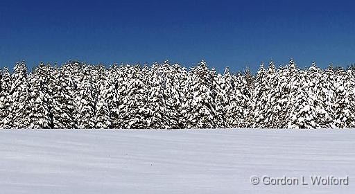 Winter Pines_32602.jpg - Photographed at Port Elmsley, Ontario, Canada.